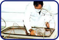 Replacement Caravan Windows